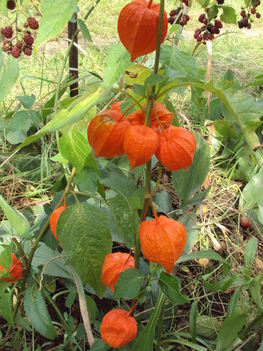 kertünkből 2011