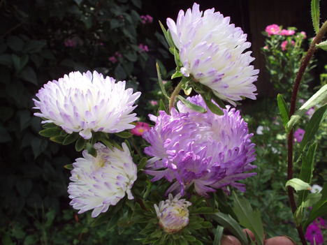 kertünkből 2011