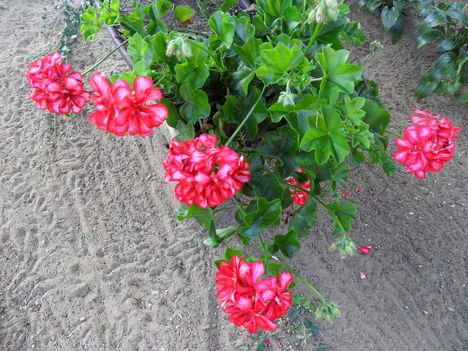 SAM_0216