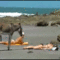 Szamár tengerparton-gif
