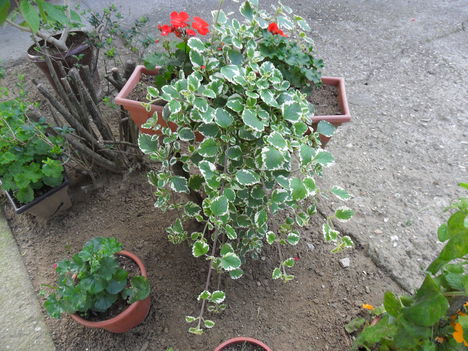 virág