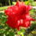 Virag-009_1222634_9379_t