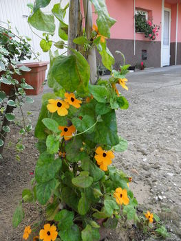 Virág