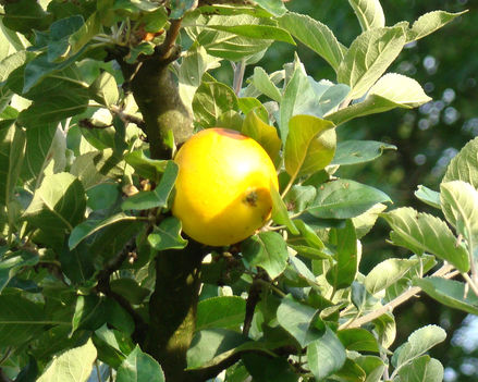 Besurran az ősz  ? 13  Nem citrom ....., ..alma !