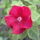 Hibi_1223481_7393_t