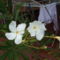 virágaim 066