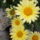 Viragaim_069_1223786_7375_t