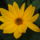 Viragaim_091_1223778_2796_t