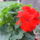 Viragaim_093_1223772_3749_t