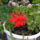 Viragaim_094_1223798_1764_t