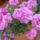 Viragaim_095_1223801_1553_t