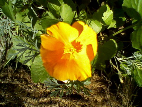 kaliforniai kakukkmák, Eschscholzia californica