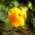 Kaliforniai_kakukkmak_eschscholzia_californica_1224381_5595_t