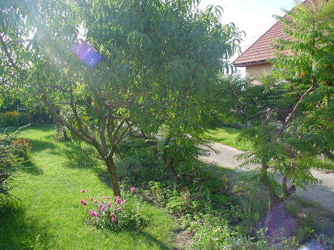 Előkert 1