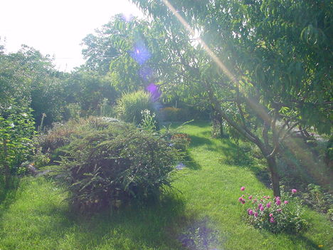 Előkert 3