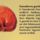 Ganoderma_leiras_1225330_1766_t