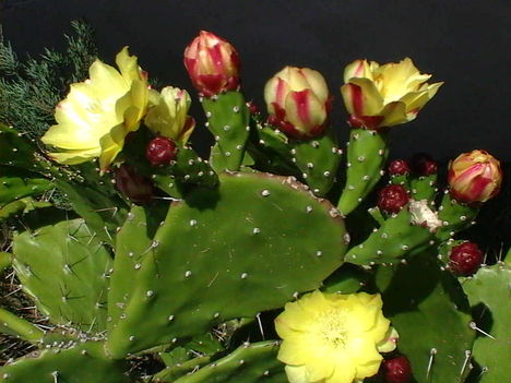 Kaktusz