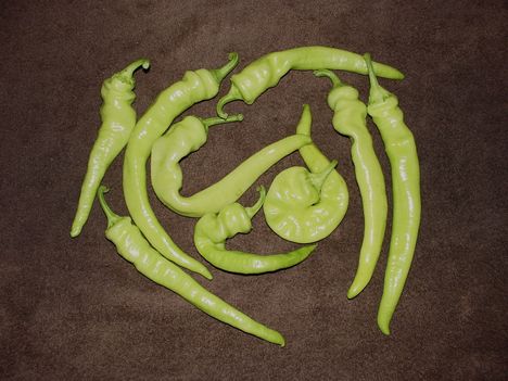 kosszarvú paprika 001