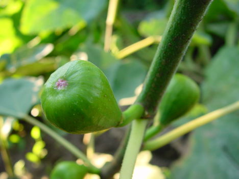 Fügét mutatok 033