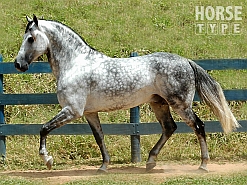 horse_08b