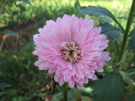 kertünkből 2011