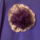 Orgaznzas_lila__kituzo_1226261_6521_t