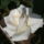 Rozsa-001_1226308_7098_t