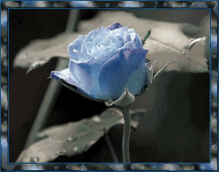 Rózsa(kék)