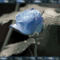 Rózsa(kék)