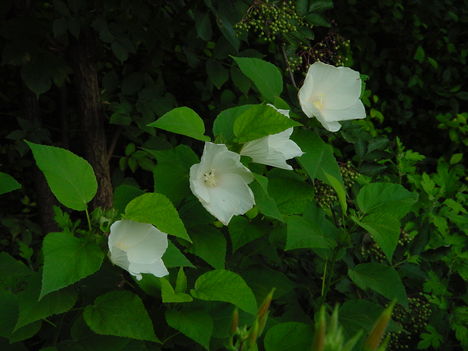 virág 036 Fehér mocsárik szépen sorban