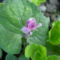 virág 074 Megkésett rózsaszínű Ibolya