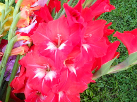 virágok 2011 aug 002