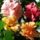 Classicok_1227336_9813_t
