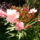 Fenykep0313_1227053_6124_t