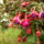 Fenykep0414_1227050_4667_t