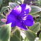 ibolyafa, hercegnővirág, (Tibouchina urvilleana)
