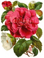 Lunagirl-camellias