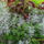Novogetunk_mi_is_1227381_7116_t