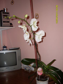 orhideáim 1