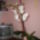 Orhideaim_1_1227543_6831_t