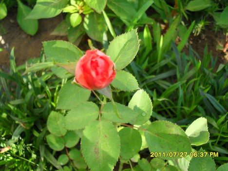 Rózsa bimbó