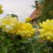 virág 004 Sárga rózsák