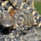 baby gator, dragonfly fülbevalóval