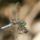 Dragonfly_1228221_4117_t