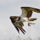 Osprey_raptors_1228204_8088_t