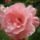 Rozsaszin_rozsa_1228994_8074_t
