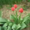 tavasz tulipánokkal