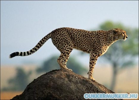 cheetah_picture