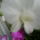 Dendrobium_2-001_1220356_5549_t