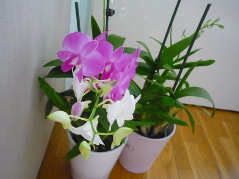 DENDROBIUM 4